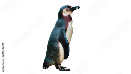 Photos African penguin with dark blue and white plumage, isolated on transparent backgr