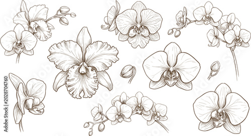 Foto Elegant hand drawn vector sketch set of orchid flowers buds and blooming branche