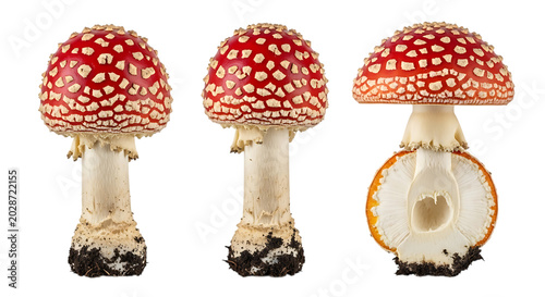 Bild auf Leinwand Fly agaric mushrooms isolated on transparent background