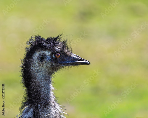 Rhea looking for food