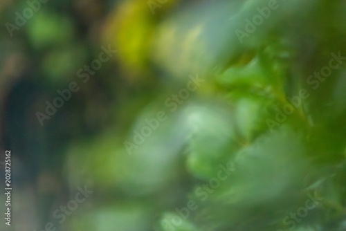 abstract green foliage