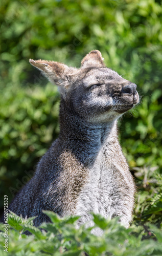 Wallaby sunbathing