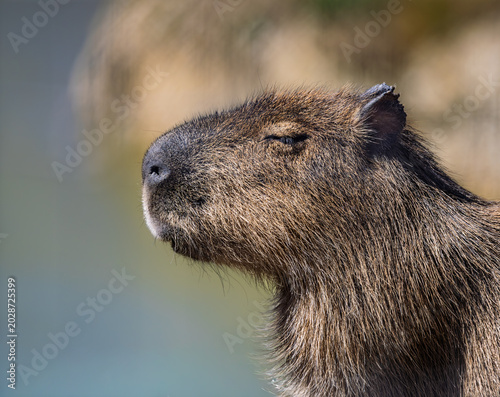 Capybara scouting for predators