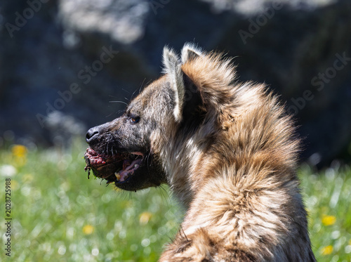Hygena eating 