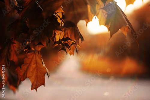 Canvastavla Beautiful Nature Autumn landscape