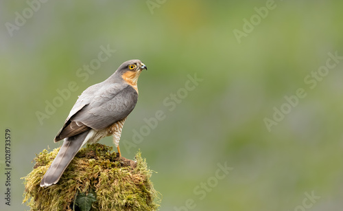 Sparrowhawk perched on a green mossy log, facing right with head up in Scottish woodland.  Scientific name: Accipiter nisus.  Clean background.  Horizontal. Copy space