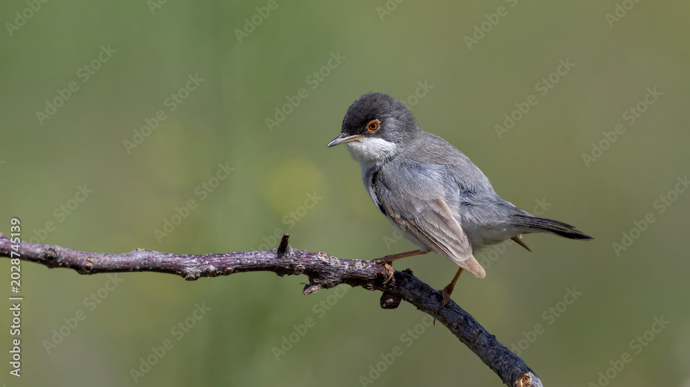 Fototapeta premium Menetries`s Warbler perched on a branch.