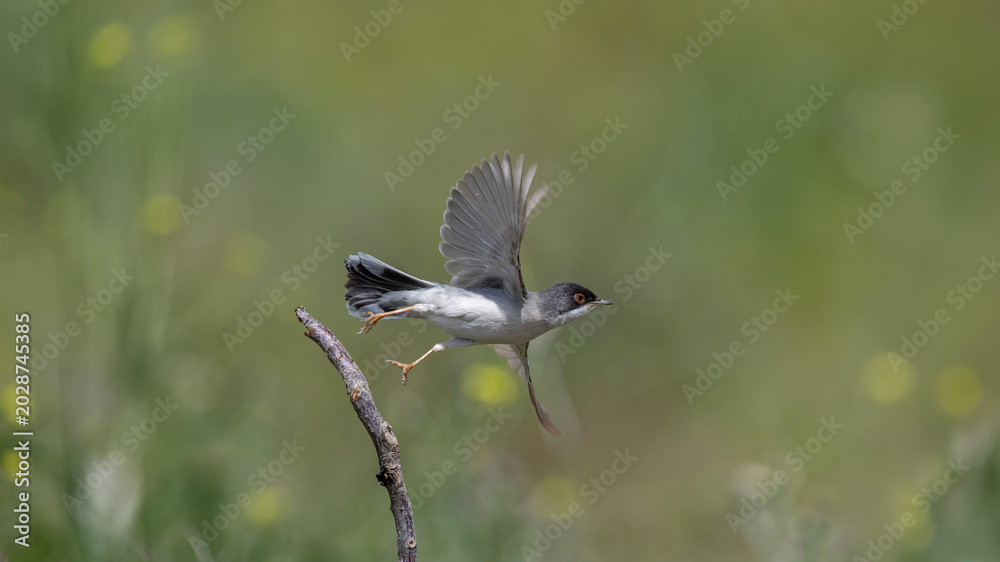 Obraz premium Menetries`s Warbler captured in flight.