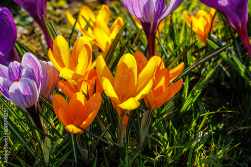 Bild auf Leinwand Spring background with violet Crocus flowers in park