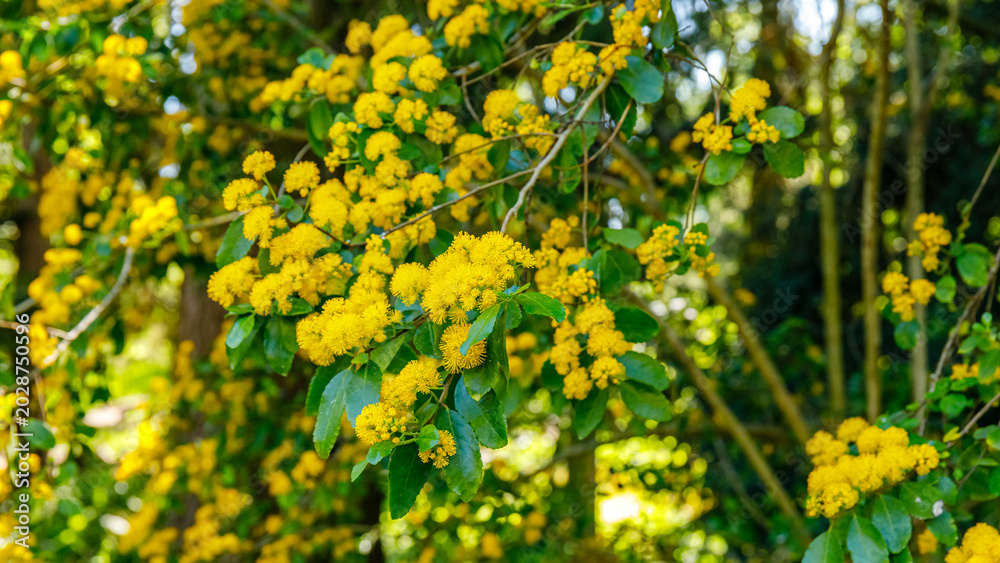 Obraz premium Bright yellow flowers on a tree branch in a green setting during daytime in spring