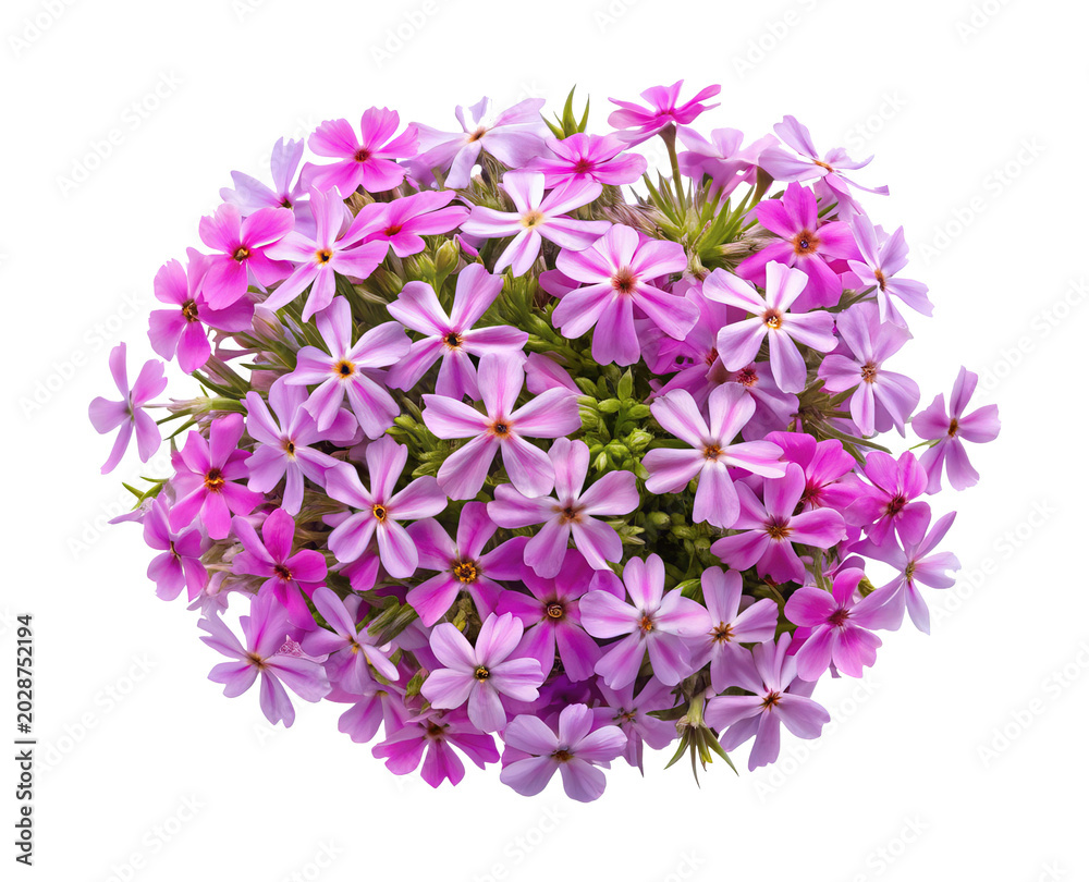 Obraz premium Pink flowering bush cluster with buds - Close-up of a vibrant pink flowering bush with buds, natural and fresh appearance.