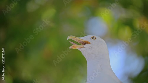 White seagull portrait with open beak against blurred natural background, cinematic 4K footage.