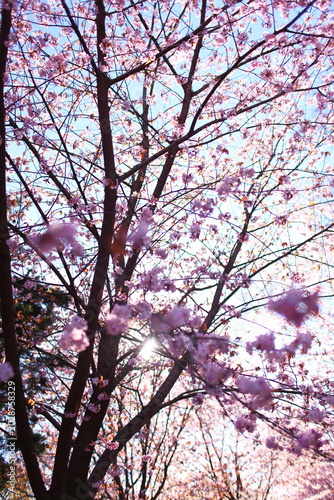 cherry tree in spring
