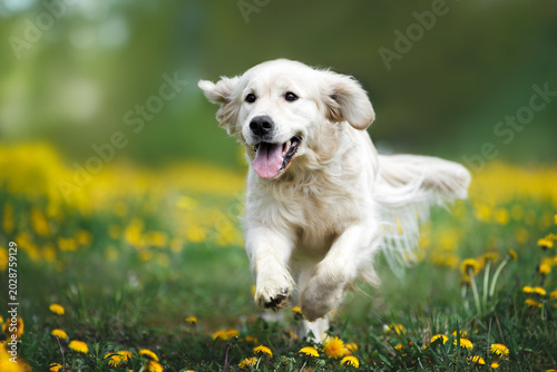 happy golden retriever dog runs through a field of dandelions