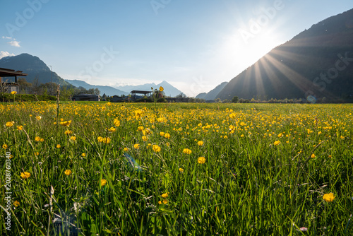 Vászonkép Sunny alpine meadow with yellow flowers and mountains in Switzerland