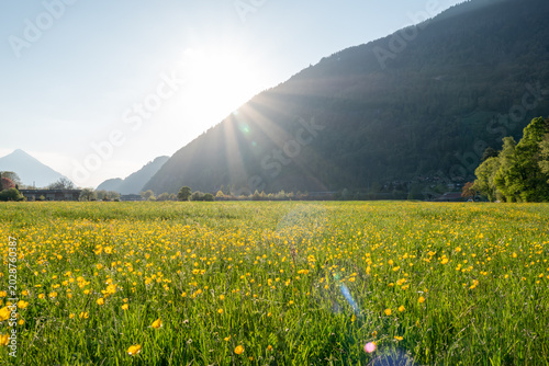 Tableau sur toile Blooming alpine meadow with yellow wildflowers in Interlaken, Switzerland