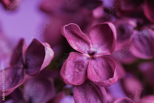 Close-up of a pink lilac flower with soft lighting and shallow depth for floral art and backgrounds