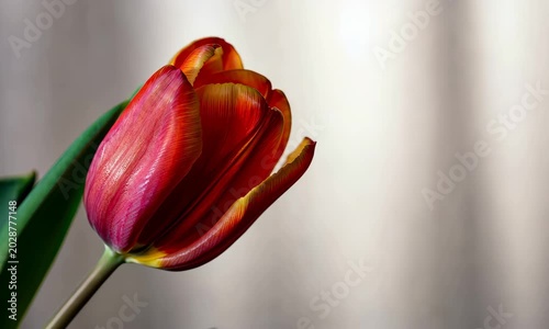 Close-up of blooming red and orange tulip on stem with green leaves