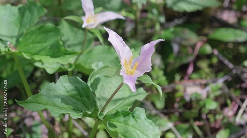 Trillium in the park close-up