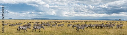 A herd of zebras and wildebeest grazes peacefully on an open savanna, captured under dramatic clouds and warm golden light.