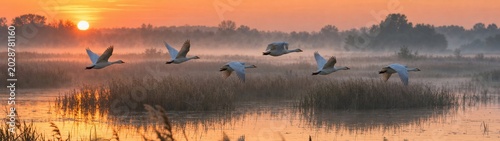 Golden sunrise over a tranquil wetland with mist, reeds, and a flock of white birds gliding across the reflective water.