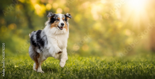 Fotografie Blue merle Australian Shepherd running on green grass in sunny park, happy energetic dog in motion with golden bokeh background