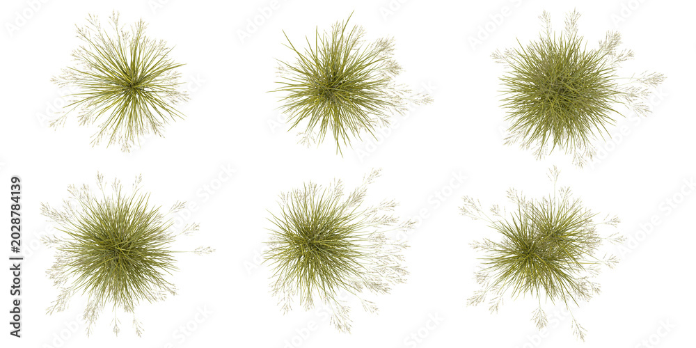 Obraz premium 3d illustration of Achnatherum grass on transparent background from top view