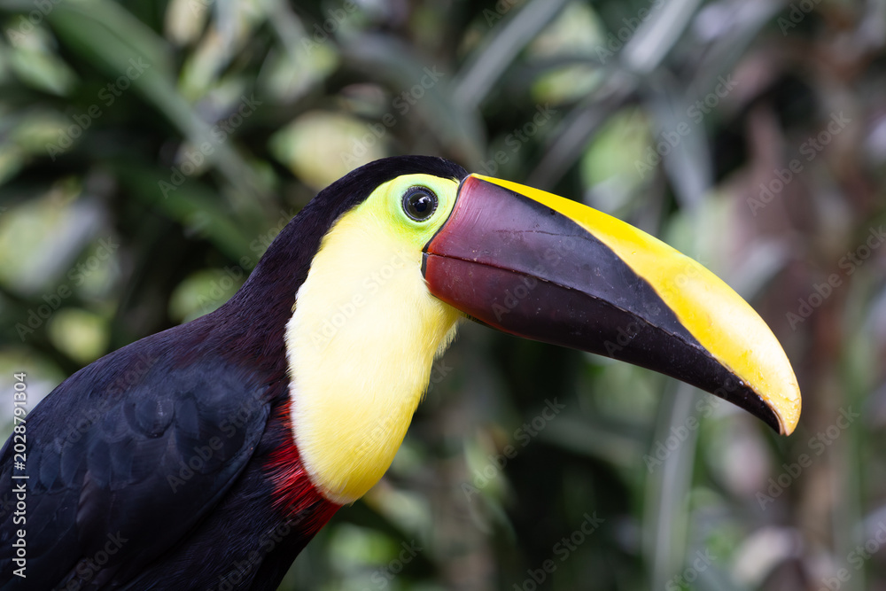 Fototapeta premium Tucan Animales Costa Rica