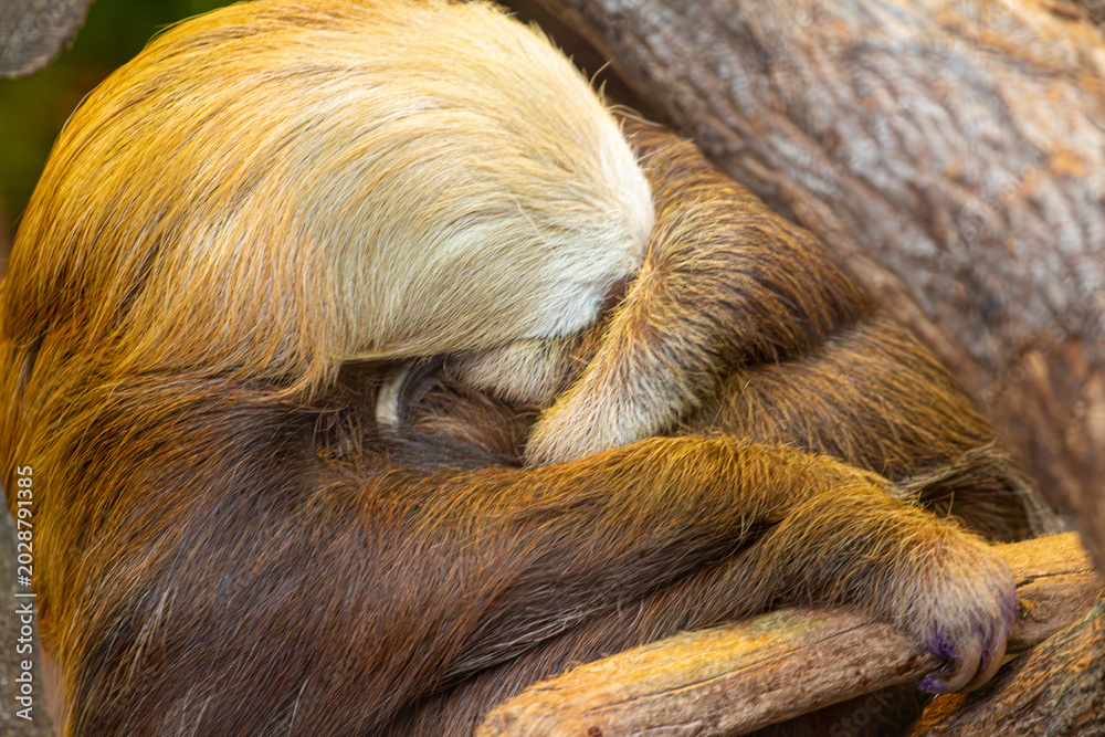 Fototapeta premium perezoso Durmiendo Animales Costa Rica