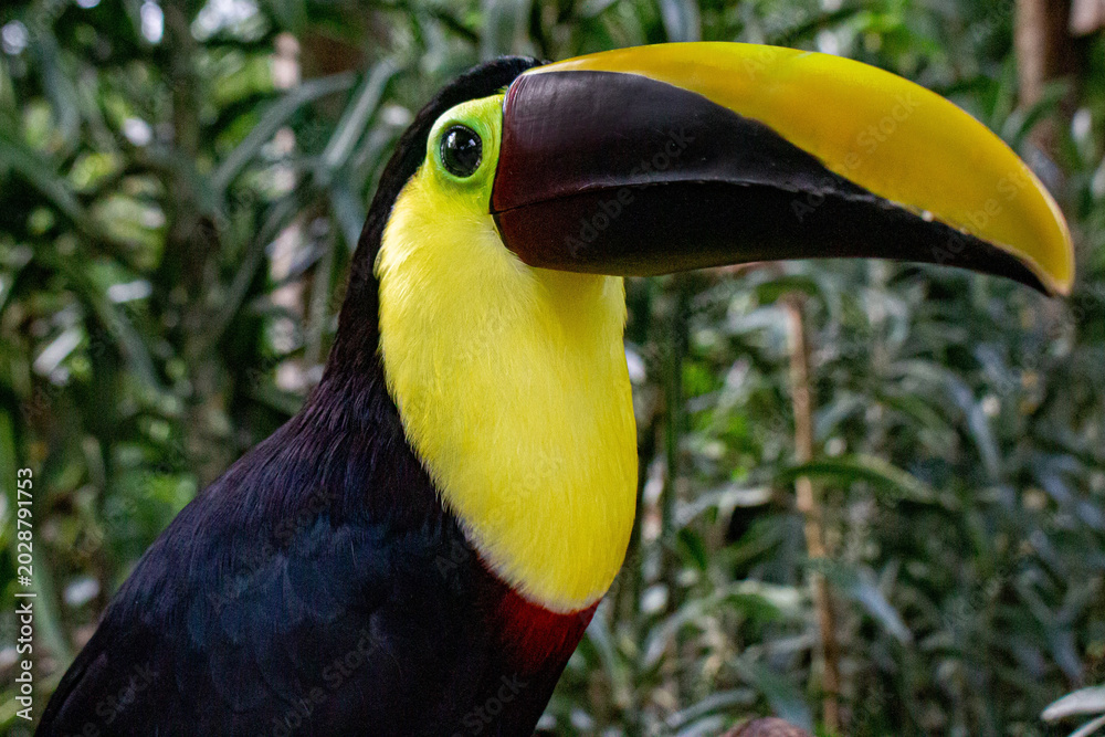 Fototapeta premium Tucan Animales Costa Rica