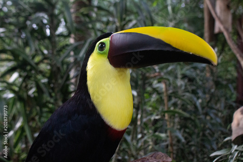 Tucan Animales Costa Rica