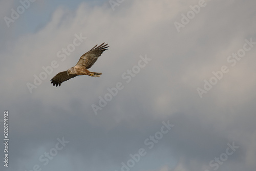 Hunting buzzard