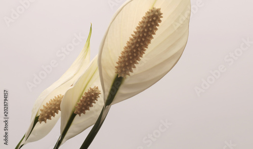 Tableau sur toile Selective soft focus close-up White Spathiphyllum flower bud, pestle; stamen