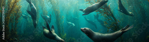 Underwater scene of a group of dolphins swimming through sunlit blue-green water, creating a calm, mysterious mood in a lush underwater environment.