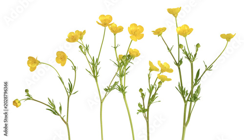 Canvastavla Fleurs de boutons d'or