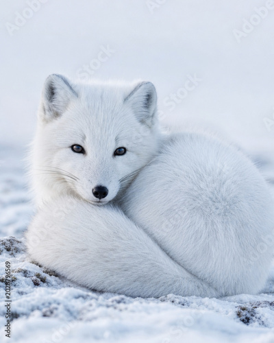 Arctic fox lying in fresh snow, white fur and soft gray shadows creating a calm winter mood in a close-up portrait.