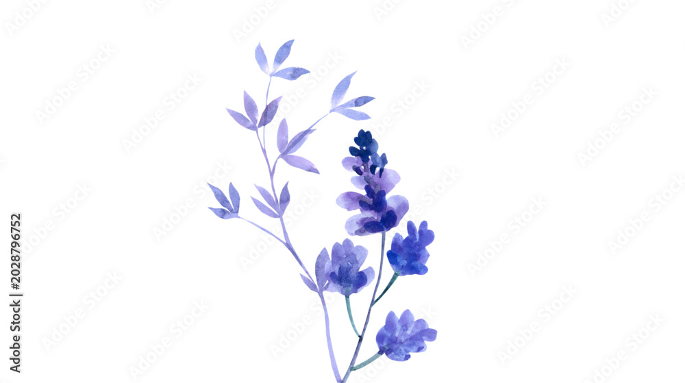 Fototapeta premium Watercolor painting of a purple flowering plant with a spike of blooms and buds white background hand drawn watercolor illustration botanical delicate
