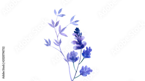Photos Watercolor painting of a purple flowering plant with a spike of blooms and buds