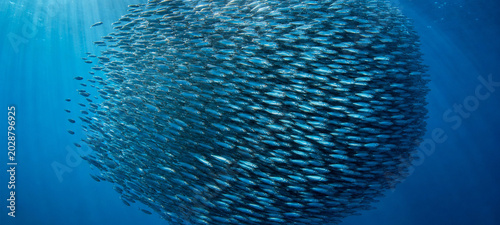 A swirling school of small fish forms a heart-like shape underwater, creating a mesmerizing pattern of blue light and motion in the deep sea.