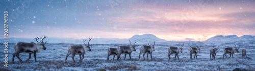 A small herd of reindeer stands on a frosty tundra at blue hour, their silhouettes crisp against a pastel sunrise sky and falling snow.