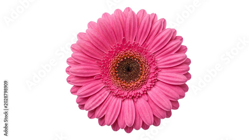 Foto Pink gerbera daisy flower close up on transparent background