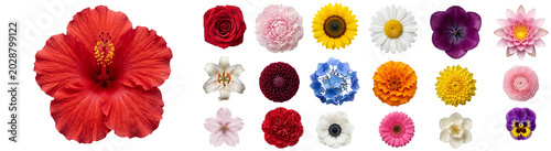 Bild auf Leinwand Collection of vibrant flowers in various colors on transparent background