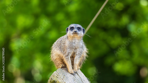 aufmerksames Erdmännchen 
