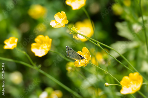Foto Male sooty copper butterfly (Lycaena tityrus) perched on yellow marsh marigold i