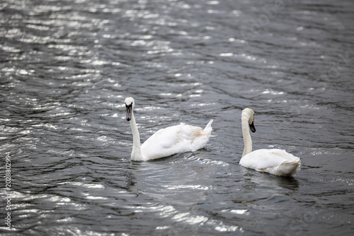 Fotografi Two white mute swans swim together on the dark rippled surface of a natural fres