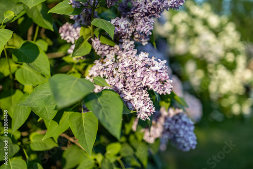 Blooming purple lilac flower clusters on branch with green foliage in warm sunset light