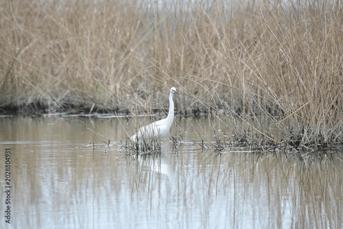Great white heron