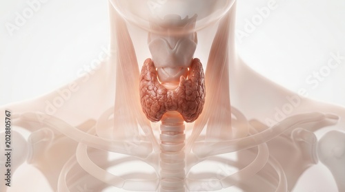 3D anatomical illustration of the human thyroid gland and endocrine system in the neck.
