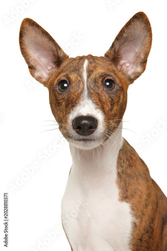 Basenji puppy with brindle coat and large pointed ears