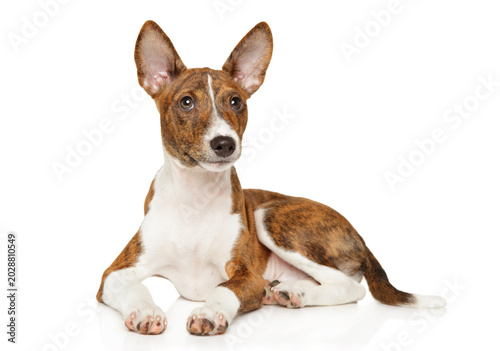 Brindle basenji puppy lying on a white background